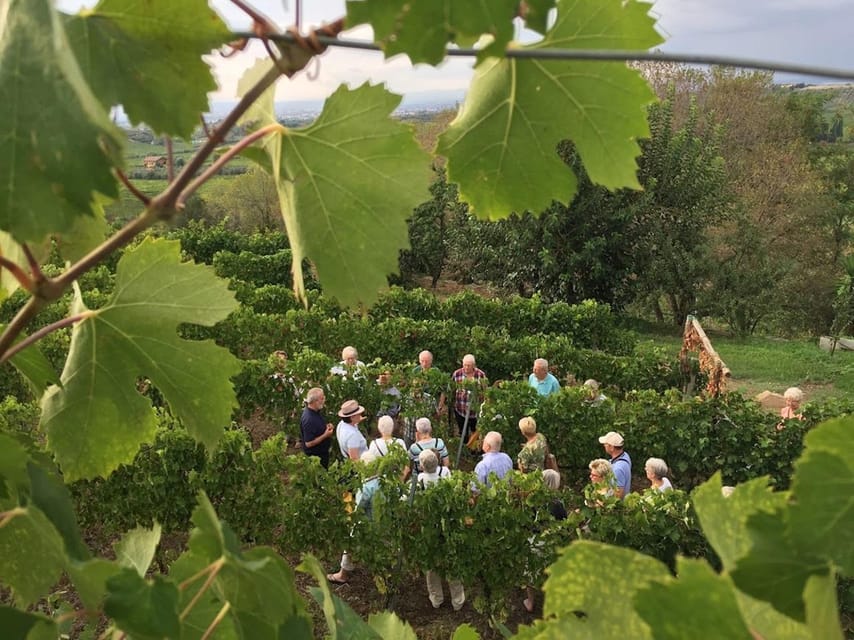 Frascati: 3-Hour Wine and Oil Tasting with Lunch/Dinner - Key Things You’ll Love Here