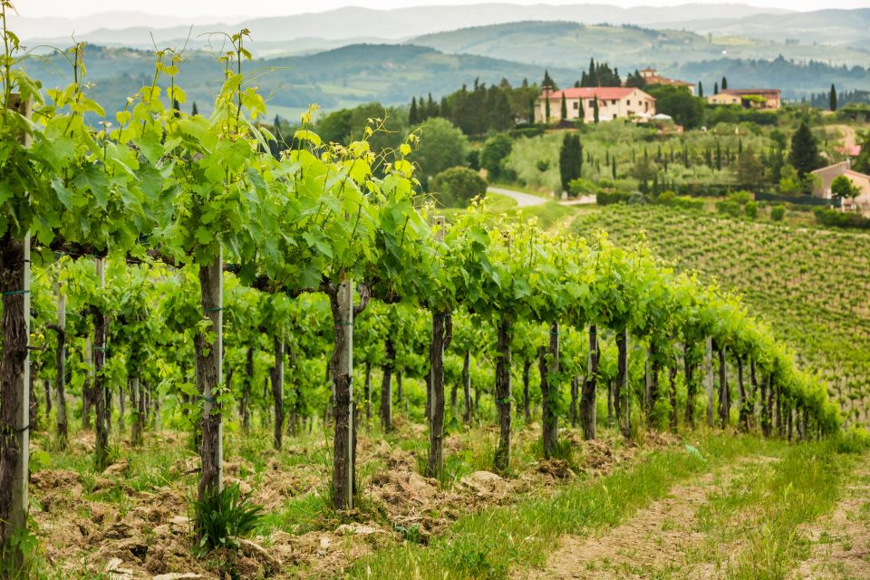 Frascati Private Tour w/ Lunch & Wine Tasting in a Vineyard - Piazza Roma and the cathedral area: where Frascati sets the mood