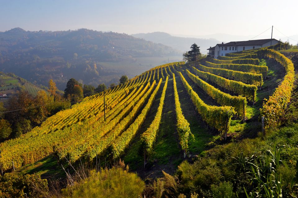 Frascati Private Tour w/ Lunch & Wine Tasting in a Vineyard - Inside the winery: what you actually learn in 2 hours