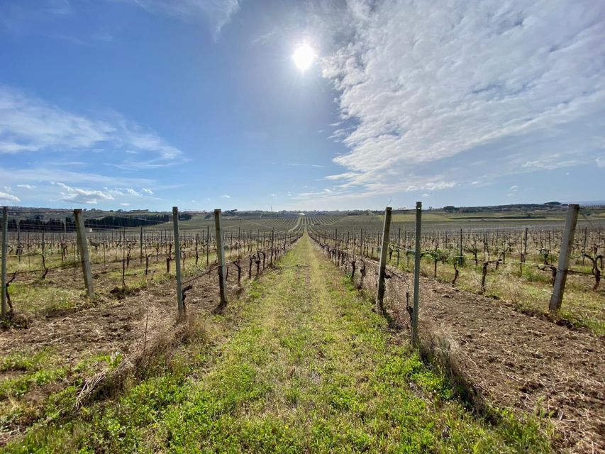 Frascati: Tour in E-Bike with Wine Tasting - Wine tasting and cellar visits: what you’ll actually taste