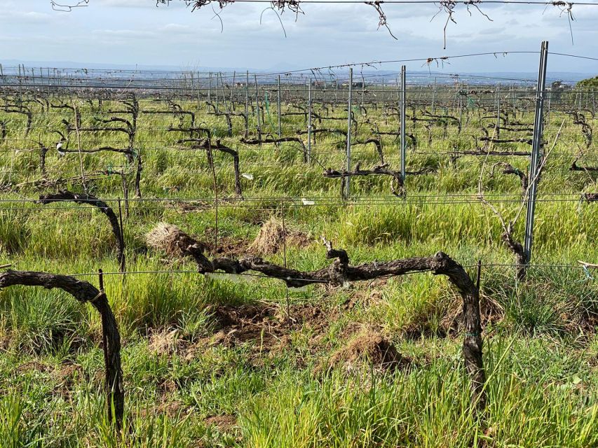Frascati: Tour in E-Bike with Wine Tasting - From Ciclotech meeting point to Frascati’s streets