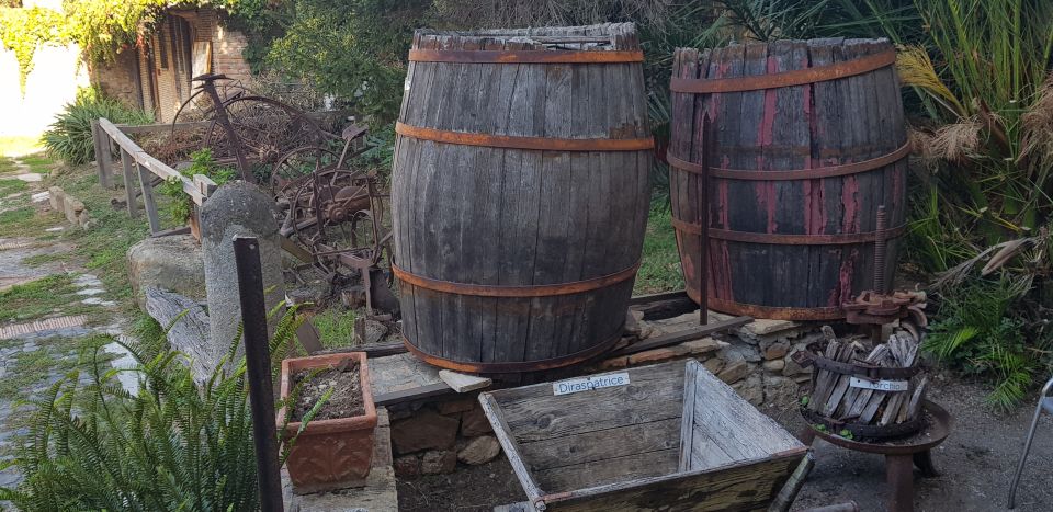 From Civitavecchia: Tuscany-Latium Wine Tour with Tastings - Inside the wineries: how the grapes become the glass