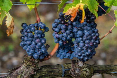 From Roma: Montepulciano and Montalcino, on the Wine Routes - A first break in Tuscany: legs, air, and your first vineyard hints