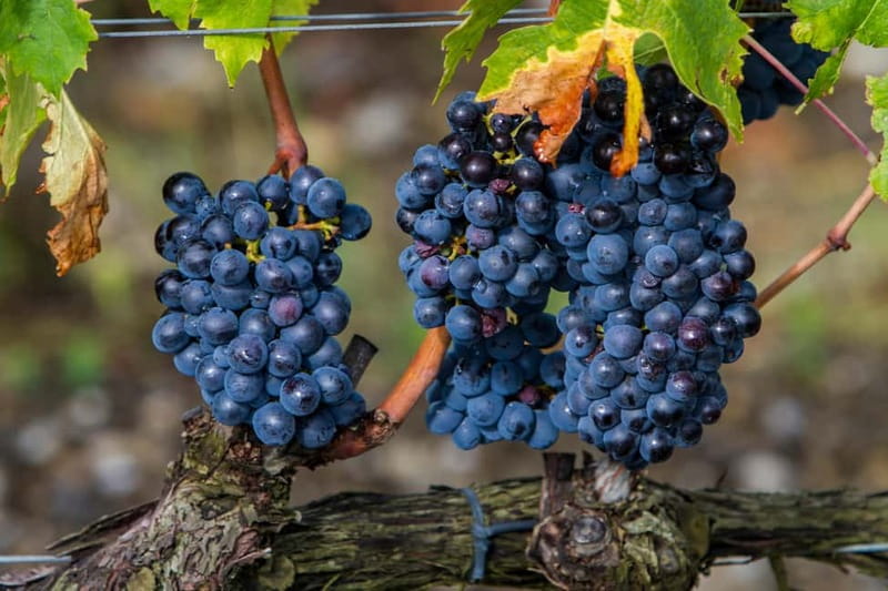 From Roma: Montepulciano and Montalcino, on the Wine Routes - A first break in Tuscany: legs, air, and your first vineyard hints