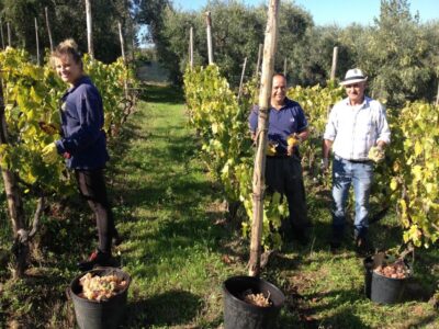 From Rome: Half-Day Frascati Wine Tour with Farmhouse Lunch - Frascati Town Walk: why this hill town makes the wine tasting click