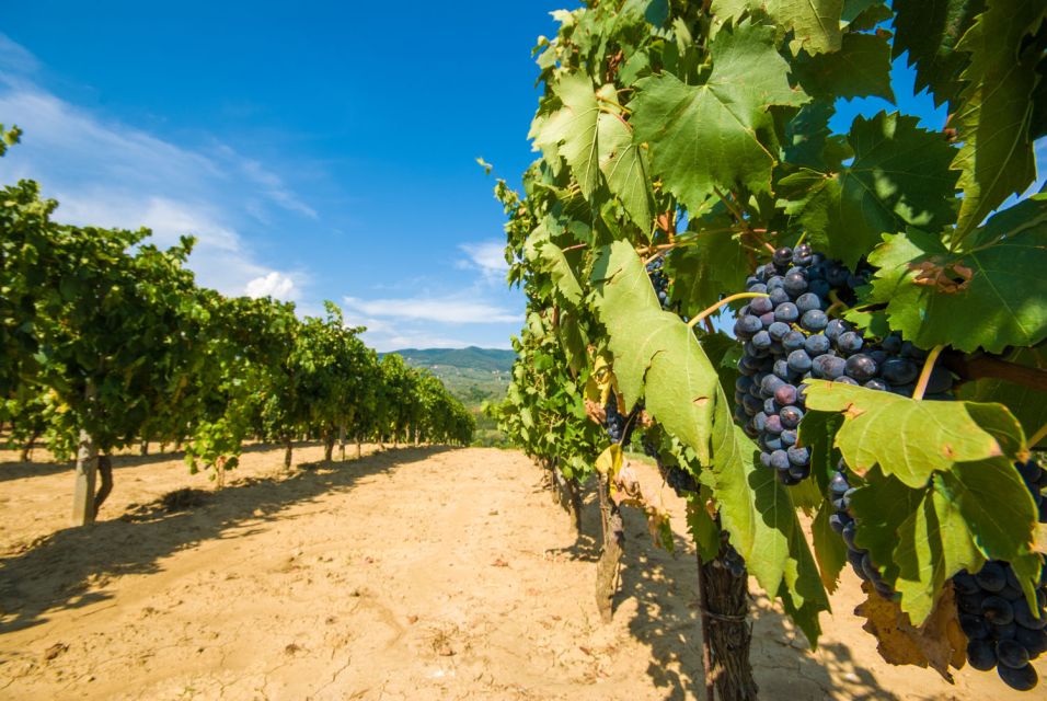 From Rome: Private Tuscany Day Trip - Montalcino: Brunello capital vibes and the Fortezza di Montalcino