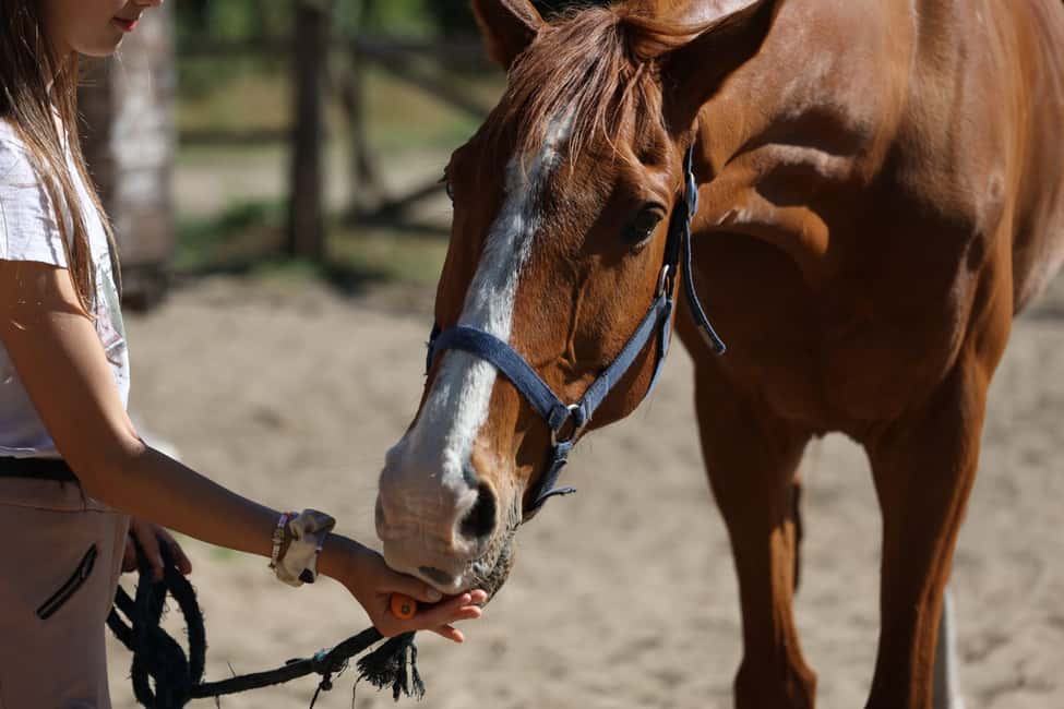 Horse Sanctuary in Rome - Who this experience suits best (and who should skip it)