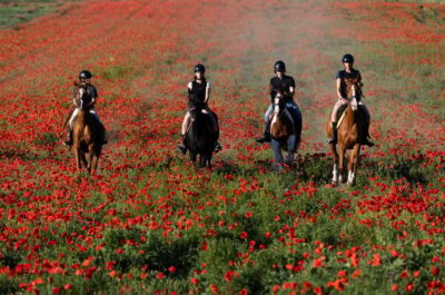 Ride in Rome with meal and wine included - Ostia Antica on Horseback: Pinewood, Harbor Ruins, and Photo Stops