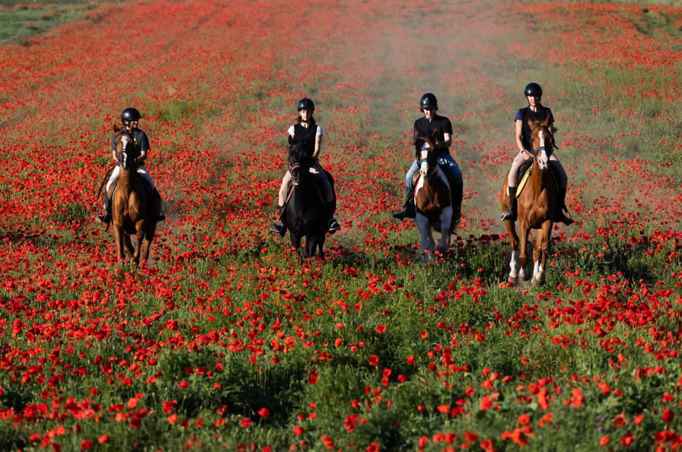 Ride in Rome with meal and wine included - Ostia Antica on Horseback: Pinewood, Harbor Ruins, and Photo Stops