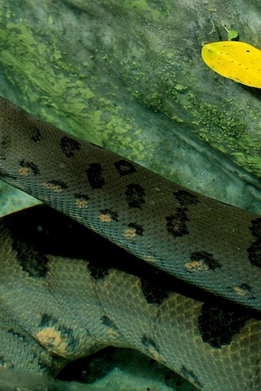 Rome: Bioparco di Roma Zoological Garden Entry Ticket - Key highlights you’ll care about