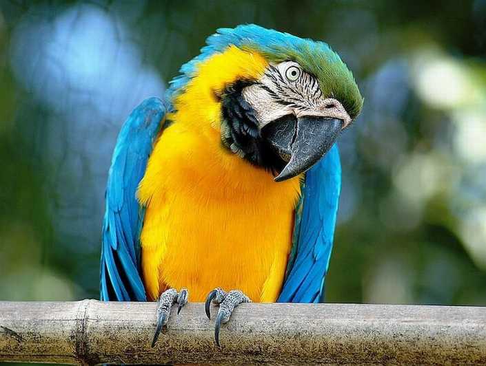 Rome: Bioparco di Roma Zoological Garden Entry Ticket - Getting there and picking the right time to start