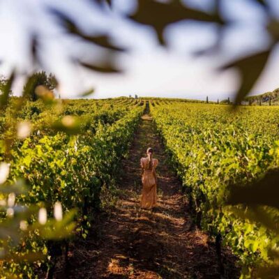 Rome: Private Castelli Romani Wine Tasting Tour - Private driver logistics that actually protect your time